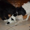 Chiot Landseer Faun et Combo z laderova